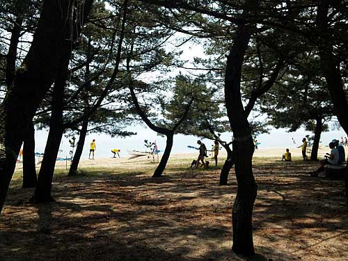 Omi-Maiko is famous for Japanese pine trees lining the beach.
