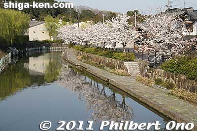 If the cherry blossoms are in bloom, I recommend walking along the canal from the west end since the sun will be on your back and on the flowers.
Keywords: shiga omi-hachiman hachiman-bori moat canal cherry blossoms sakura flowers 