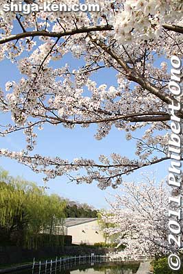 The cherry trees start from near the Omi-Hachiman Public Library. They continue all the way to the main torii of Himure Hachimangu Shrine.
Keywords: shiga omi-hachiman hachiman-bori moat canal cherry blossoms sakura flowers 
