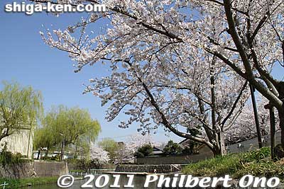 Perfect day to shoot cherry blossoms.
Keywords: shiga omi-hachiman hachiman-bori moat canal cherry blossoms sakura flowers 