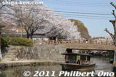 Keywords: shiga omi-hachiman hachiman-bori moat canal cherry blossoms sakura flowers 