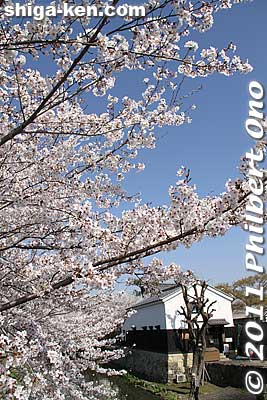 Keywords: shiga omi-hachiman hachiman-bori moat canal cherry blossoms sakura flowers shigabestsakura
