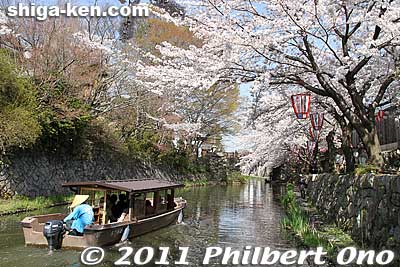 Keywords: shiga omi-hachiman hachiman-bori moat canal cherry blossoms sakura flowers yakata-bune boat shigabestsakura