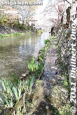 You can easily walk along the entire moat except for this section which is a little flooded. My waterproof shoes came in handy.
Keywords: shiga omi-hachiman hachiman-bori moat canal cherry blossoms sakura flowers 