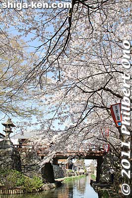 Keywords: shiga omi-hachiman hachiman-bori moat canal cherry blossoms sakura flowers 