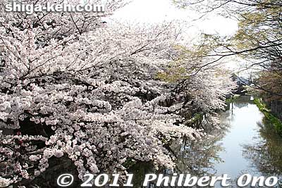 View from Hakuunbashi Bridge. 白雲橋
Keywords: shiga omi-hachiman hachiman-bori moat canal cherry blossoms sakura flowers 