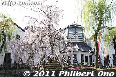 Kawara Roof Tile Museum in spring.
Keywords: shiga omi-hachiman hachiman-bori moat canal cherry blossoms sakura flowers 
