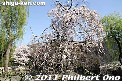 Kawara Roof Tile Museum's weeping cherry tree.
Keywords: shiga omi-hachiman hachiman-bori moat canal cherry blossoms sakura flowers 