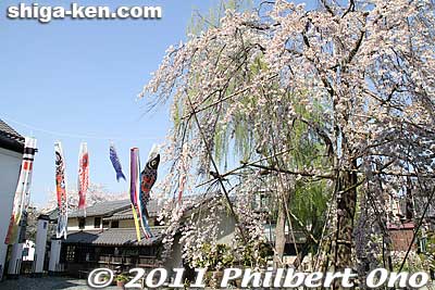 Kawara Roof Tile Museum's koinobori carp streamers and weeping cherry tree.
Keywords: shiga omi-hachiman hachiman-bori moat canal cherry blossoms sakura flowers 