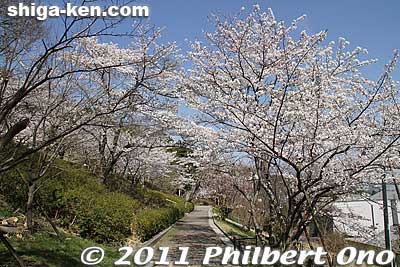 Hachiman Park cherry blossoms.
Keywords: shiga omi-hachiman hachiman-bori moat canal cherry blossoms sakura flowers