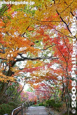 Keywords: shiga prefecture omi-hachiman castle fall autumn colors japanaki