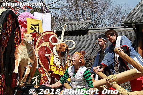 Dai-Juikku float's Tosa dog is a fighter. 第十一区
Keywords: shiga omihachiman sagicho matsuri festival float 2018 dog