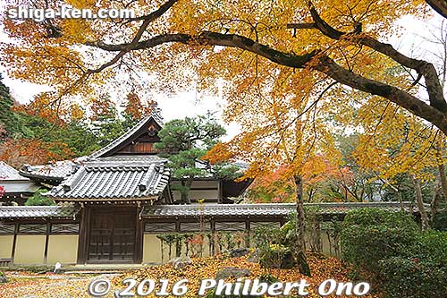 Gingko leaves.
Keywords: shiga higashiomi eigenji autumn zen rinzai temple gingko