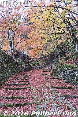 Somewhat famous slope of fallen maple leaves at Hyakusaiji.
Keywords: shiga higashiomi hyakusaiji temple kotosanzan