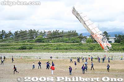 On May 25, 2008 at the Yokaichi Giant Kite Festival, the new giant kite was flown for the first time. The wind conditions was good.
Keywords: shiga higashiomi giant kite festival making odako matsuri