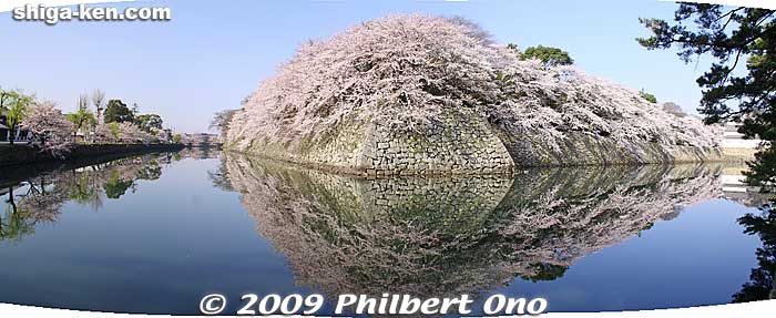 Come in the early morning and see Hikone Castle's moat water give a mirror reflection of the cherry blossoms. It's really beautiful on a sunny morning.
Keywords: shiga hikone castle sakura cherry blossoms japanharu shigabestsakura