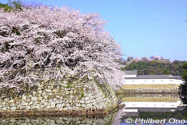 In 1606, the 1st and 2nd phases of Hikone Castle's construction were completed. The tenshu castle tower was also completed and Naokatsu moved in. This is the Castle moat and Ninomaru-Sawaguchi Tamon Yagura Turret.
Keywords: shiga hikone castle sakura cherry blossoms shigabestkokuho shigabestsakura