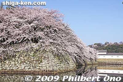 In 1616, the construction's 3rd phase was begun to build the castle palace. Construction was henceforth carried out by local Hikone workers without outside help. The castle construction was completed in 1622.
Keywords: shiga hikone castle sakura cherry blossoms
