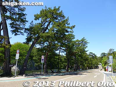 Iroha-matsu pine trees line the road to the castle.
Keywords: shiga hikone castle