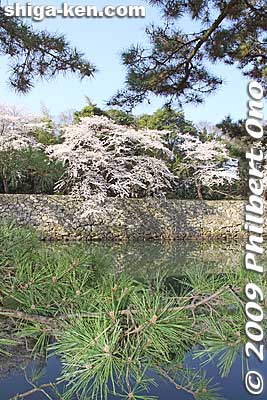 Iroha-matsu pine tree and sakura
Keywords: shiga hikone castle sakura cherry blossoms