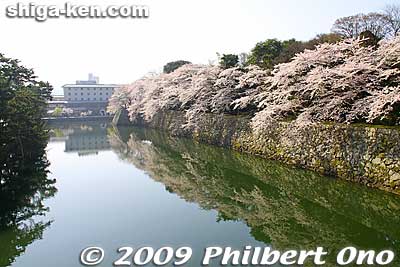 Moat as seen from Ninomaru-Sawaguchi Tamon Yagura Turret in spring.
Keywords: shiga hikone castle moat cherry blossoms sakura