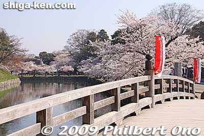 Omotemon Bridge and cherry blossoms
Keywords: shiga hikone castle sakura cherry blossoms