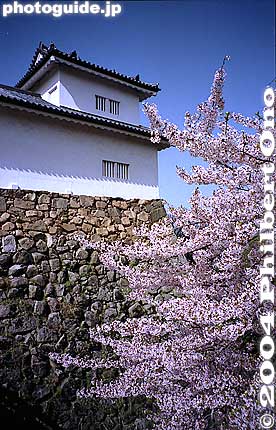 Tenbin Yagura's right side has natural, unshaped stones (gobo-zumi 牛蒡積み) with small stones in the gaps.
Keywords: shiga hikone castle sakura cherry blossoms