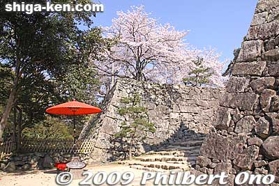 Steps leading to Taikomon Gate. Before that, you can pay to have tea under the red umbrella front of the tea house and Time-Keeping Bell.
Keywords: shiga hikone castle sakura cherry blossoms
