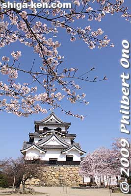 Although it was the most prominent building, the daimyo did not live in it. It was mainly a glorious symbol and storehouse for samurai armor and other artifacts of past Hikone daimyo.
Keywords: shiga hikone castle tower national treasure sakura cherry blossoms