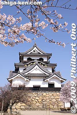 During 1957 to 1960, this castle tower was disassembled and repaired.
Keywords: shiga hikone castle tower national treasure sakura cherry blossoms shigabestsakura