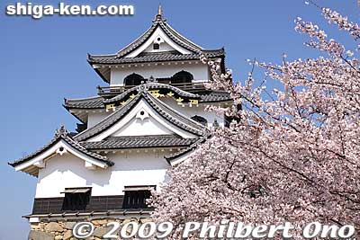 Construction of Hikone Castle started in 1604 as an urgent national project ordered by Ieyasu to deter any rebellious daimyo in western Japan and to protect Kyoto, the Imperial Capital.
Keywords: shiga hikone castle tower national treasure sakura cherry blossoms