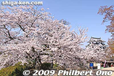 Central compounds like the Kanenomaru and Honmaru and the main castle tower were completed within a few years and teenager Lord Naotsugu moved in from Sawayama Castle.
Keywords: shiga hikone castle tower national treasure sakura cherry blossoms