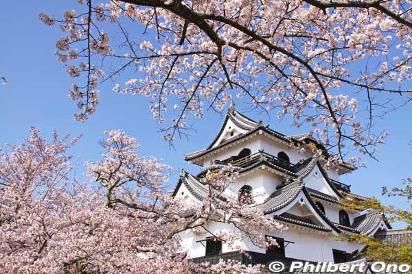 A number of structures were thus saved, including the main castle tower. In 1944, the Ii family donated the castle to the city of Hikone.


Keywords: shiga hikone castle tower national treasure sakura cherry blossoms