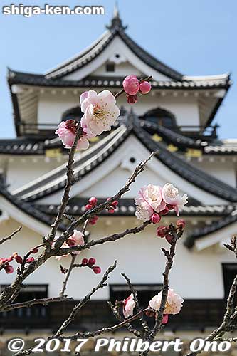 Hikone Castle and plum blossoms.
Keywords: shiga Hikone Castle