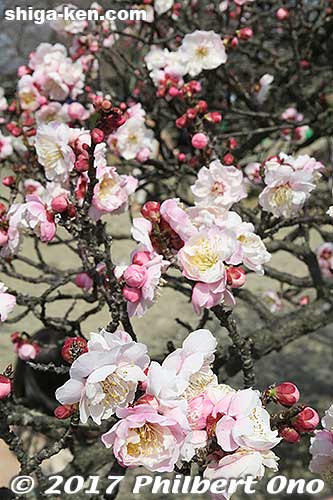 Keywords: shiga hikone castle plum blossom ume