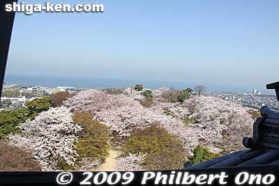View from castle tower, looking toward Nishinomaru during cherry blossoms season.
Keywords: shiga hikone castle sakura cherry blossoms