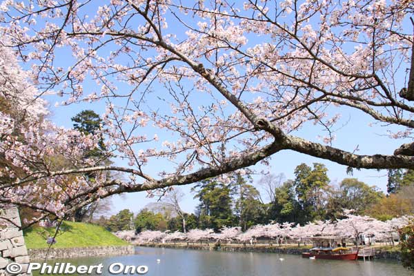 Moat near Genkyuen Garden.
Keywords: shiga hikone castle sakura cherry blossoms