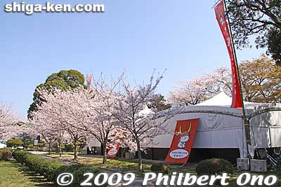 Tent selling local goods during spring.
Keywords: shiga hikone castle sakura cherry blossoms