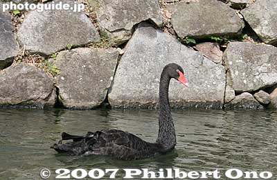 Black swan in Hikone Castle's moat, a gift from Mito in Ibraraki Prefecture.
Keywords: shiga hikone castle moat boat ride yakata-bune stone wall swan bird