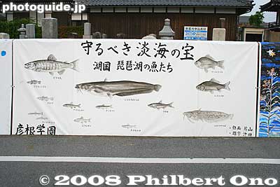 Lake Biwa fishes
Keywords: shiga hikone takamiya-juku nakasendo road station post stage town shukuba art paintings