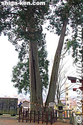 Wedded trees at Hieda Shrine
Keywords: shiga hino-cho Hieda shrine 