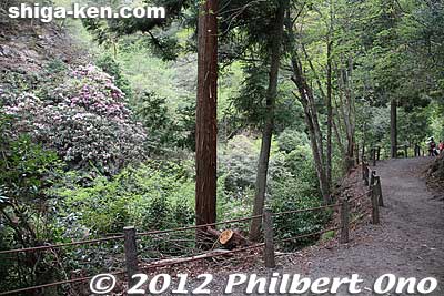 Rhododendron in sight from the trail.
Keywords: shiga hino shakunage Rhododendron flowers gorge valley