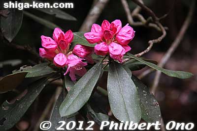 Budding Rhododendron.
Keywords: shiga hino shakunage Rhododendron flowers gorge valley