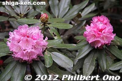Keywords: shiga hino shakunage Rhododendron flowers gorge valley