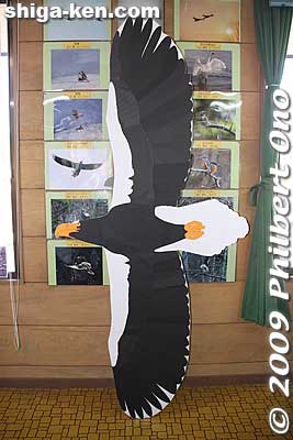 Actual-size cutout of Steller's sea eagle. The center has two telescopes aimed at the bird for a clear view. It is a very large bird with a wingspan of over 2 meters. You need a very large telephoto lens to photograph the bird on the mountain.
オオワシ
Keywords: shiga nagahama kohoku-cho wild birds waterfowl bird-watching nature japanwildlife