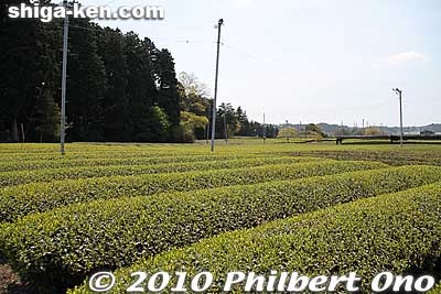 Tagi Shrine is amid tea fields. Tsuchiyama is a major tea-producing area.
Keywords: shiga koka tsuchiyama tagi jinja shrine shinto 
