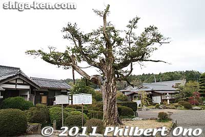 Reiki sacred tree. 霊木
Keywords: shiga koka Rakuyaji temple