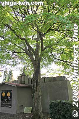 A famous tree at Daitokuji.
Keywords: shiga koka minakuchi-juku tokaido road post town 