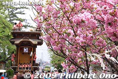 The Higashi-machi hikiyama is pulled toward the shrine amid a yae-zakura tree.
Keywords: shiga koka minakuchi hikiyama matsuri festival floats  