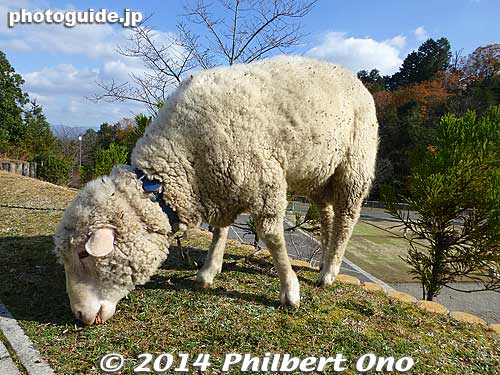 Junibo Onsen Yurara's mascot.
Keywords: shiga konan sheep lamb